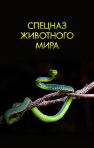 Спецназ животного мира
